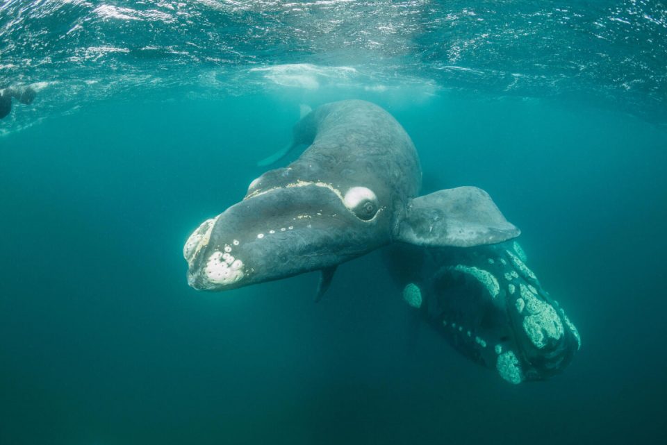 ballenas francas